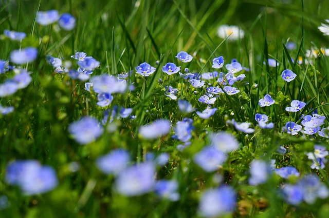 Wild meadow flower bouquet with cornflowers daisies and grasses in a rustic style