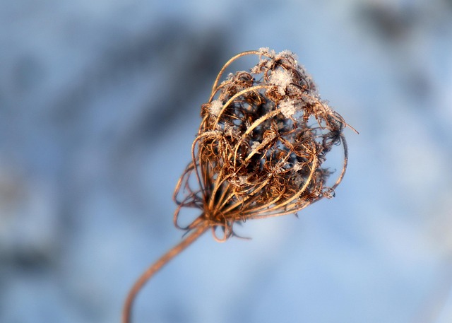 Customer photo of Balenqui wild meadow bouquet in a vintage glass vase on a kitchen windowsill