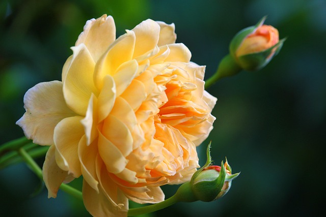 Close up of a Balenqui bridal bouquet with trailing ribbons and garden roses