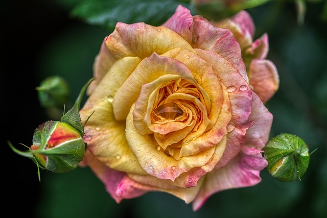 Morning dew on roses in the Balenqui flower garden with misty Irish hills behind