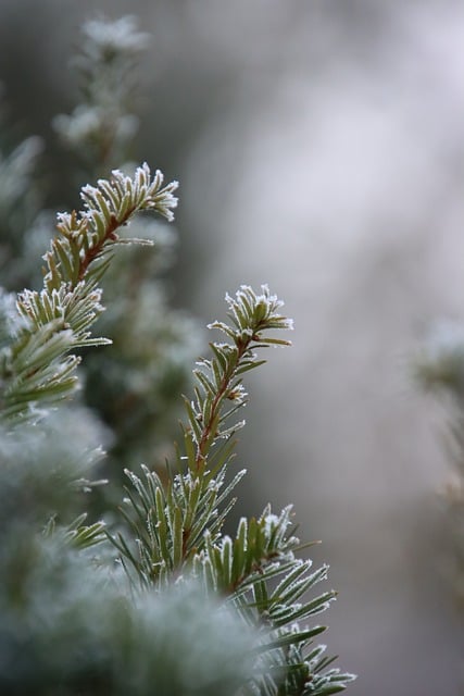 Winter wedding flowers with hellebores anemones pine branches and frosted berries on a snowy day