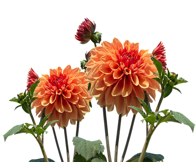 Rich autumn dahlias chrysanthemums and berries in deep burgundy orange and copper tones