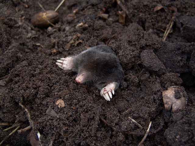 Close up of rich dark soil with small seedlings sprouting in the Balenqui nursery beds