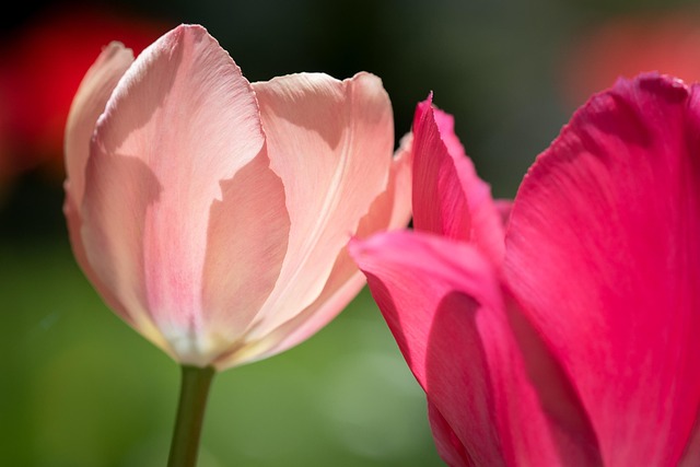 Balenqui monthly flower subscription box opened on doorstep with mixed seasonal blooms