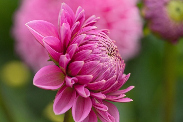 Rows of colourful dahlia plants growing in raised beds on an Irish farm