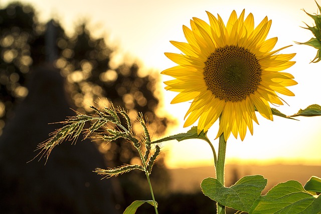 Rustic flower bucket displays at Balenqui farm shop with lavender and sunflowers
