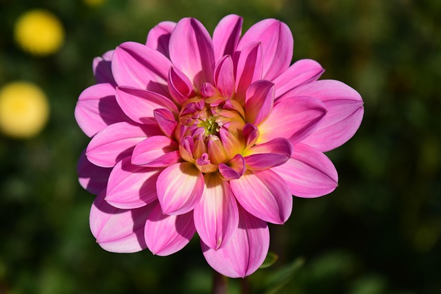 Bumblebee pollinating a pink dahlia flower at Balenqui farm in County Galway